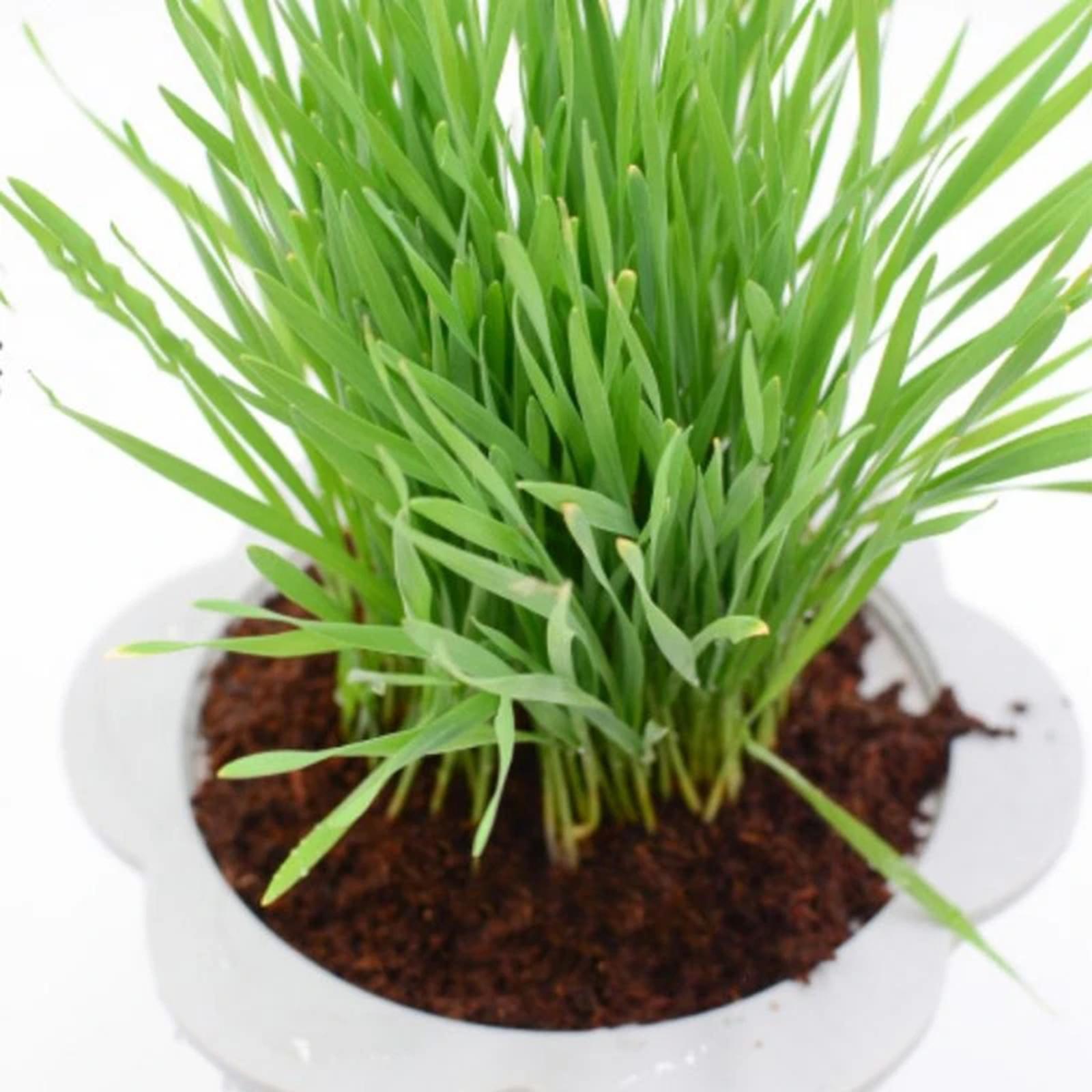 Кокосовый субстрат из кокосово – обзор и цена Substrate Coconut Fiber