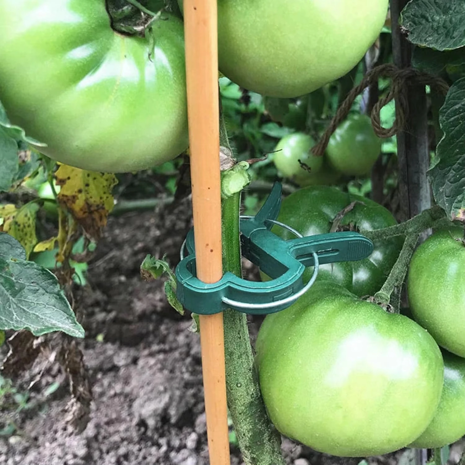 Фиксированные зажимы для расте – обзор и цена Vine Climbing Plastic