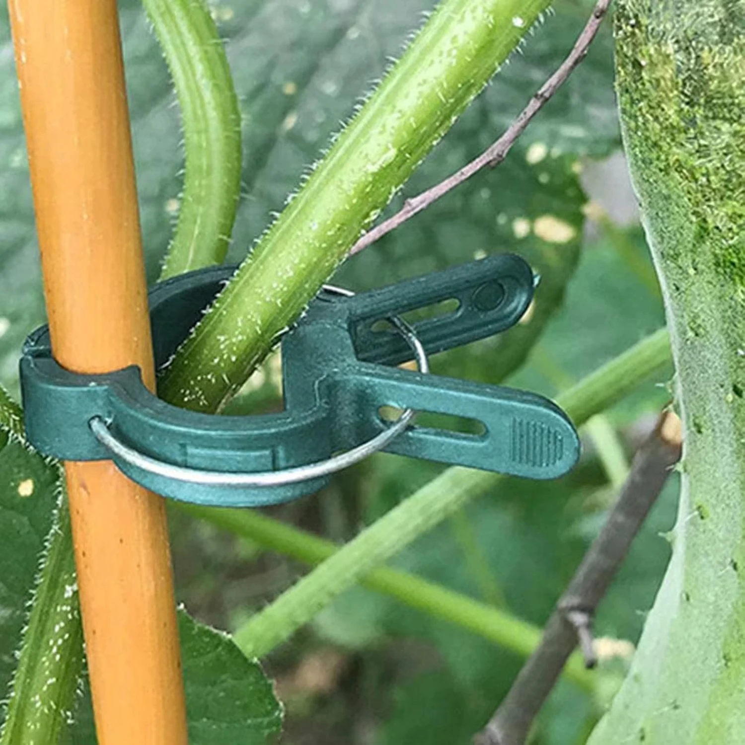 Фиксированные зажимы для расте – обзор и цена Vine Climbing Plastic